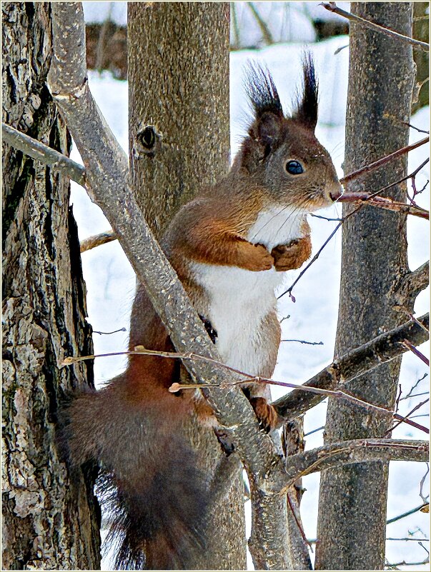 ******** - Валерия Комова