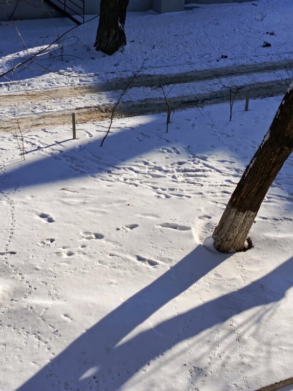 Следы в солнечный день - Татьяна Пальчикова Следы в солнечный день - Татьяна Пальчикова