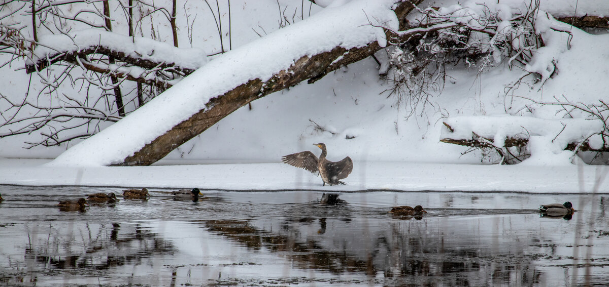 И на реке нужны свои регулировщики ;-) - Sergei Vikulov И на реке нужны свои регулировщики ;-) - Sergei Vikulov