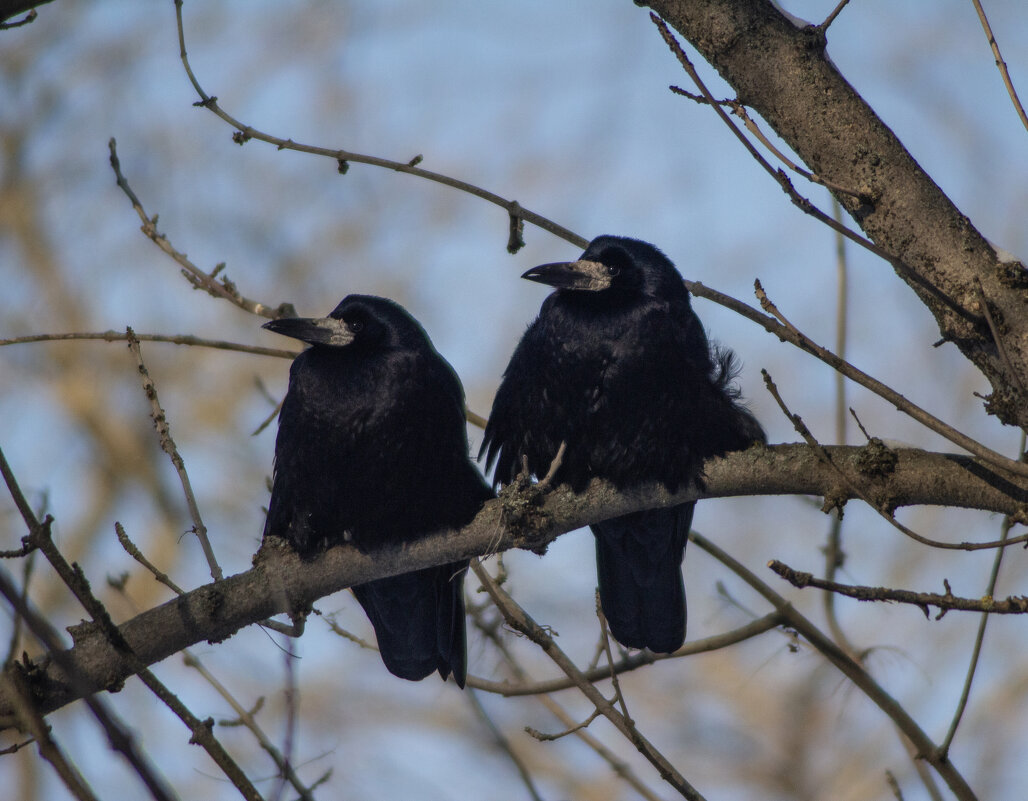 Грачи. - Александр. AVG100 ---