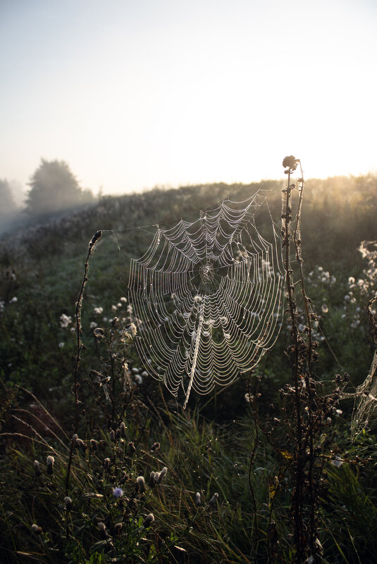 Паутина. - Александр. AVG100 ---