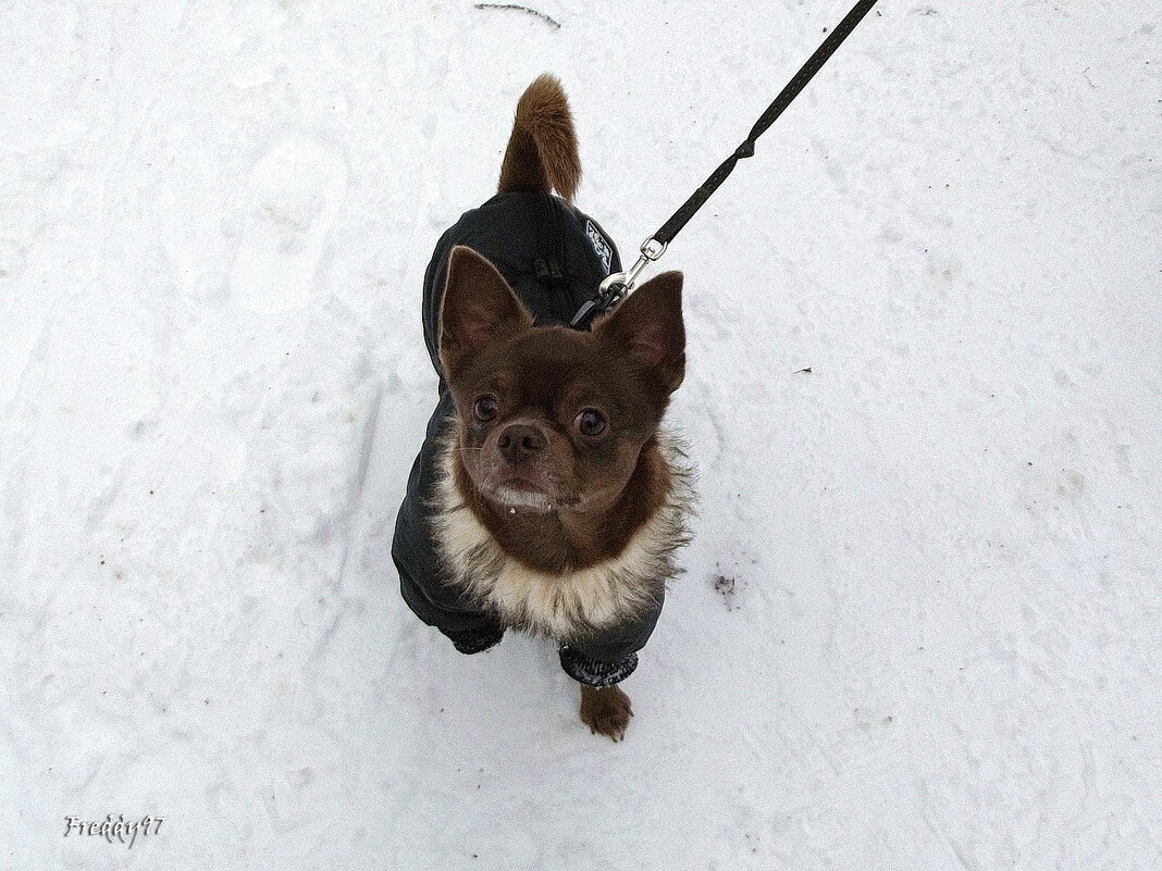 Чихуахуа - Freddy 97