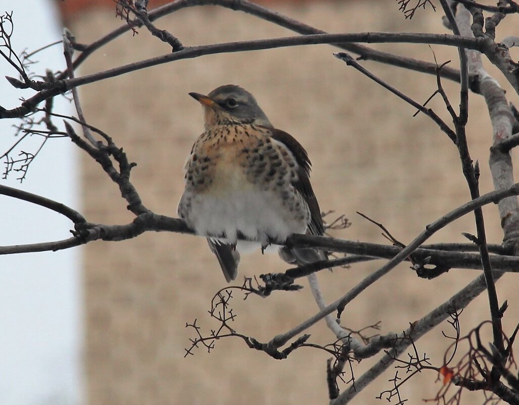 Присел - Венера Чуйкова Присел - Венера Чуйкова