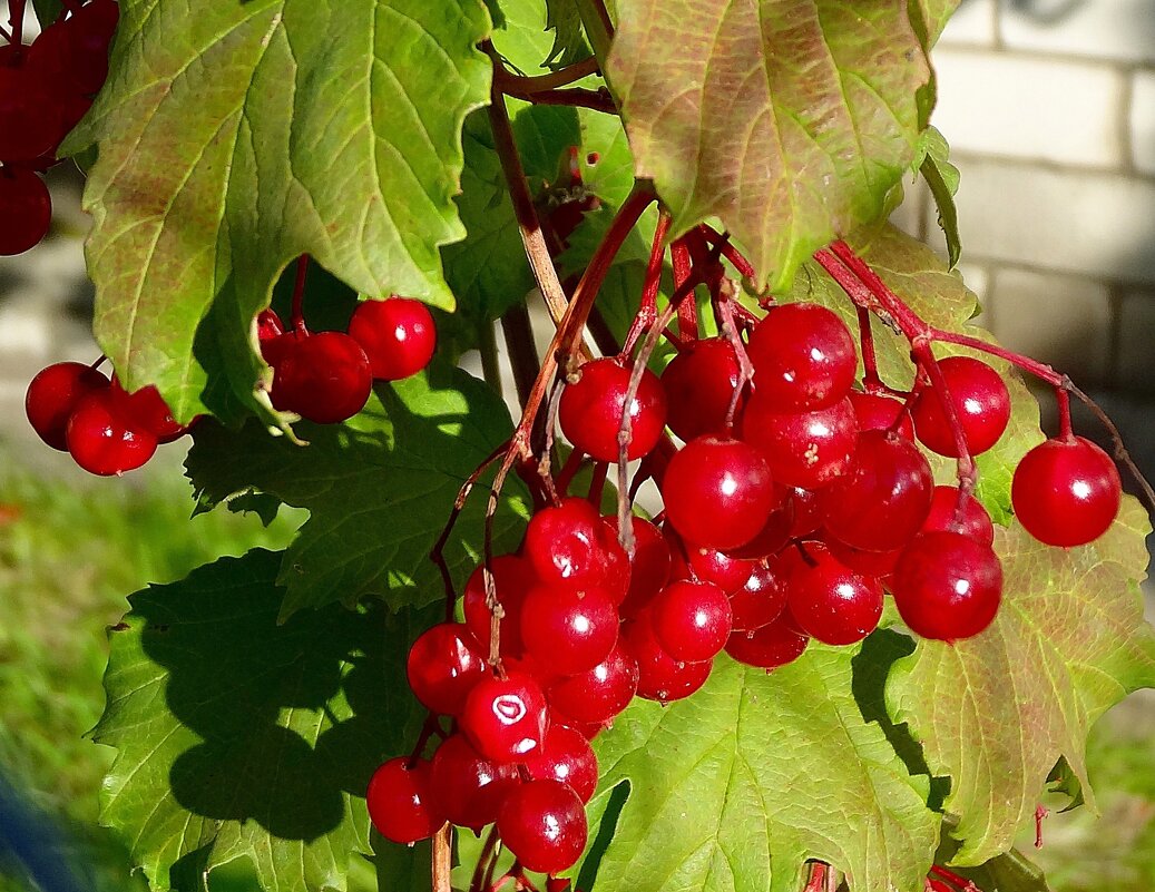 Калина - Наталья *** Калина - Наталья ***