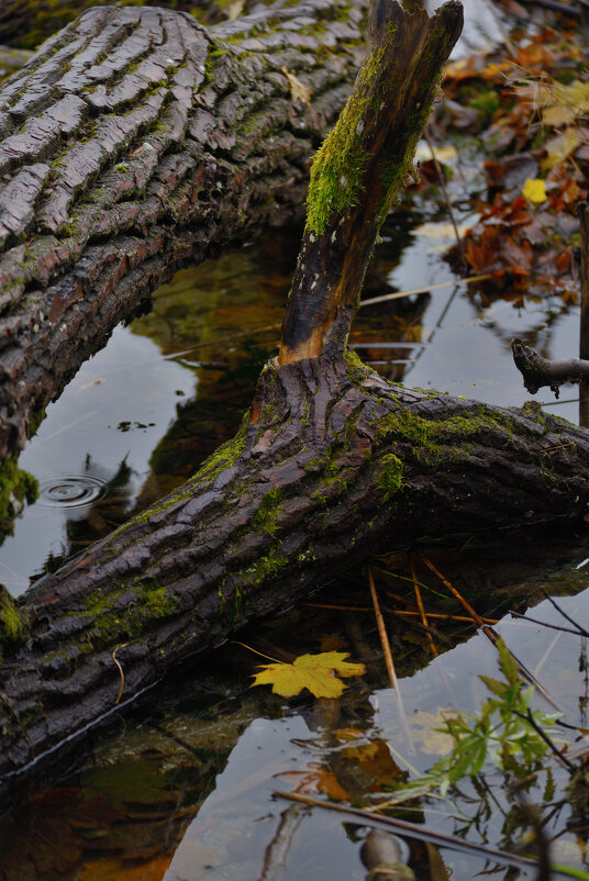 Осень на Виштынце 3. - Константин 