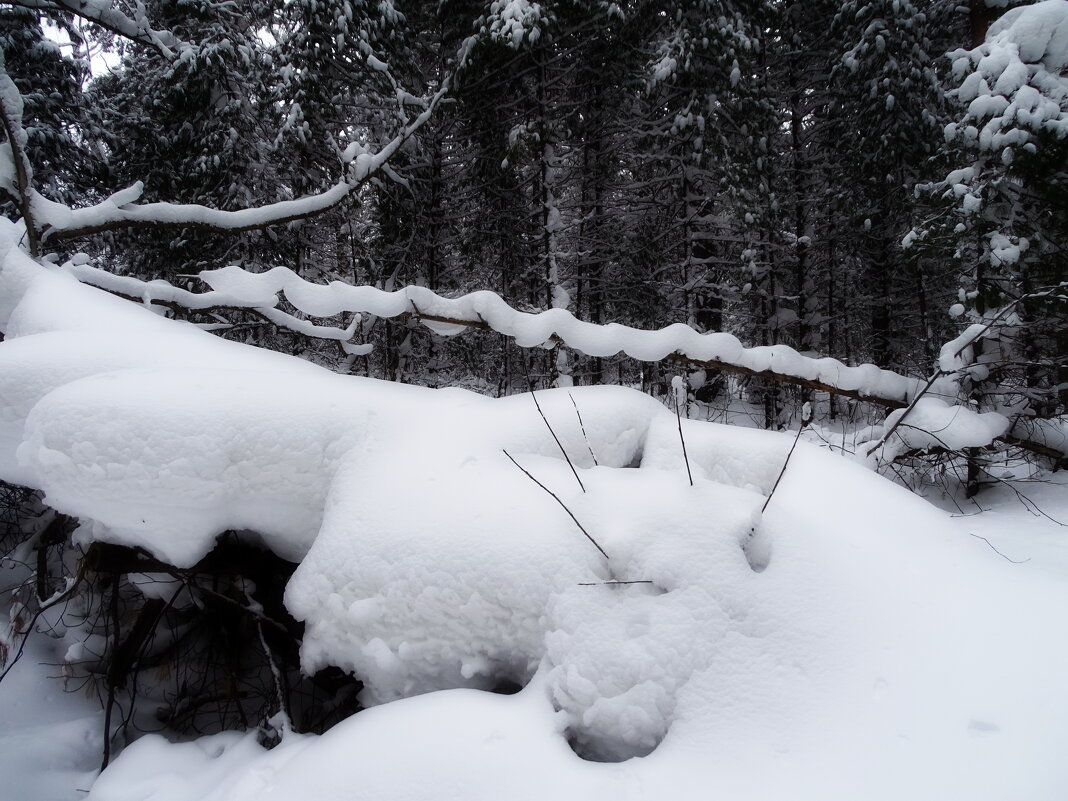 бабушка Удава - Павел Трунцев