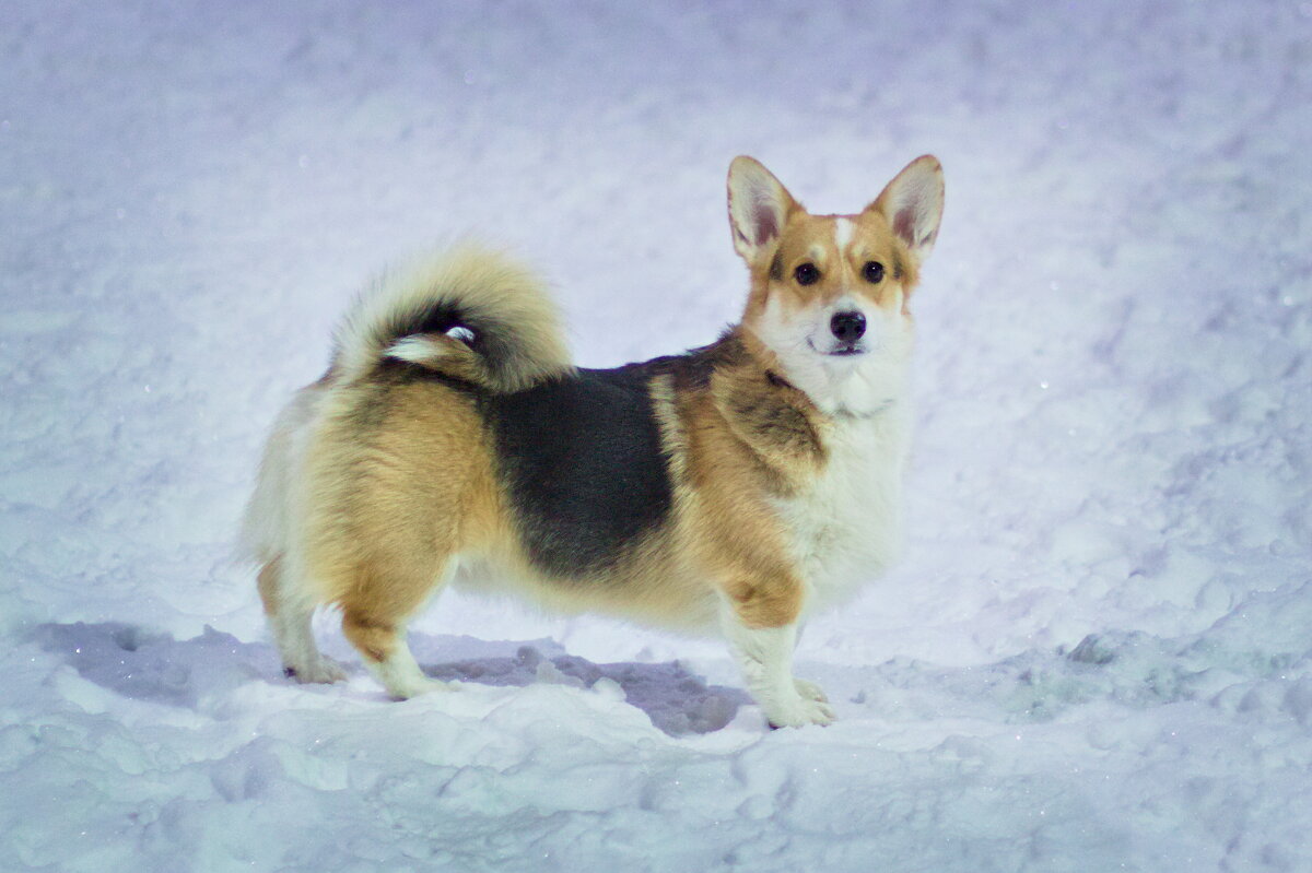 корги - Артём Евтюхов