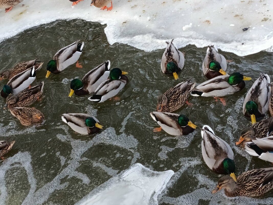 В тесноте, да не в обиде - Людмила Жданова