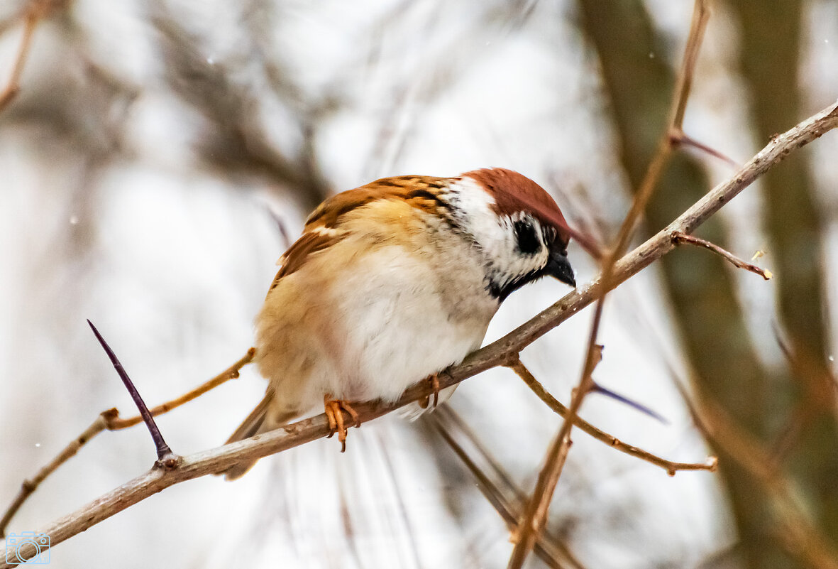 Воробей - Александр 
