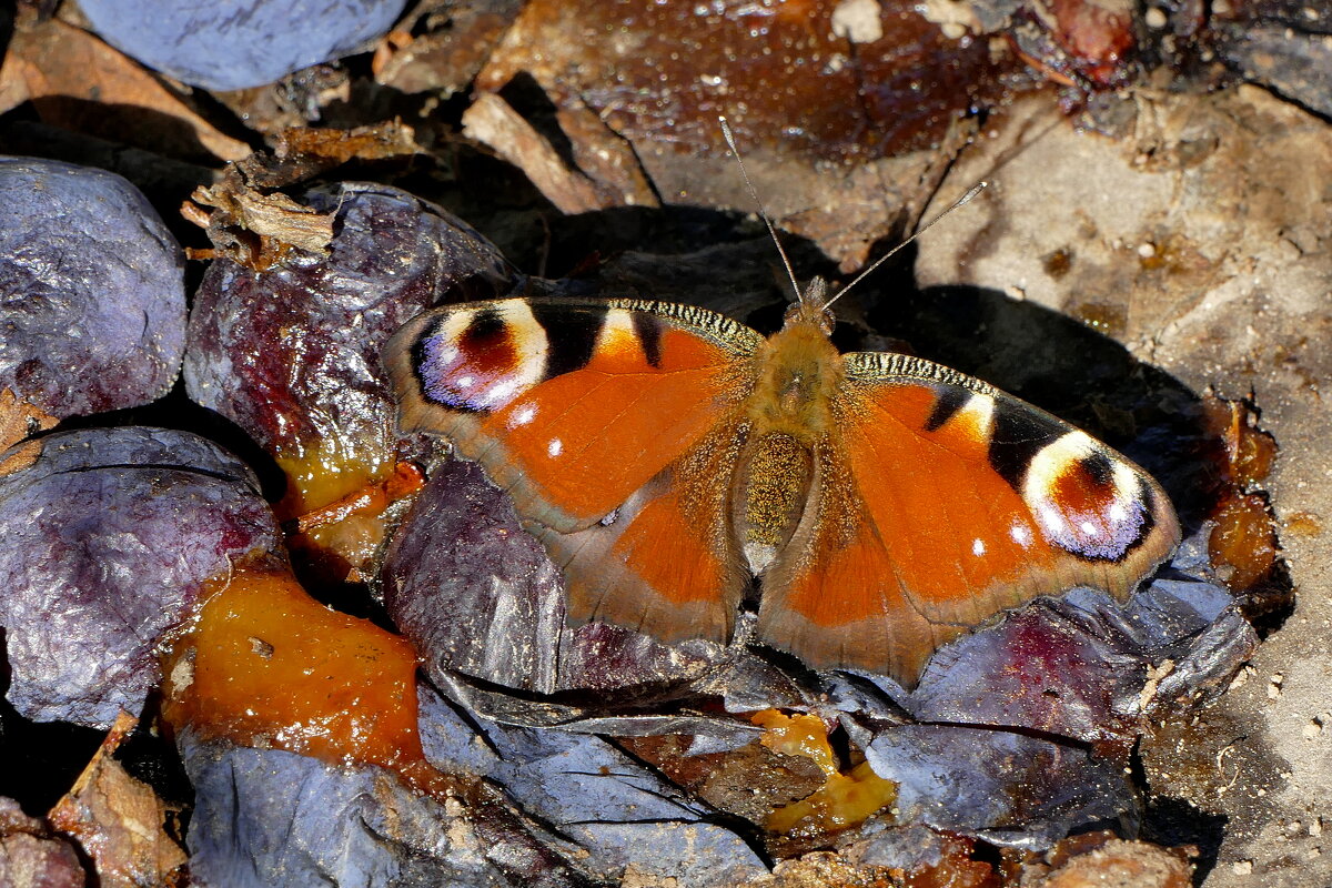 опять про бабочек...357 - Александр Прокудин опять про бабочек...357 - Александр Прокудин