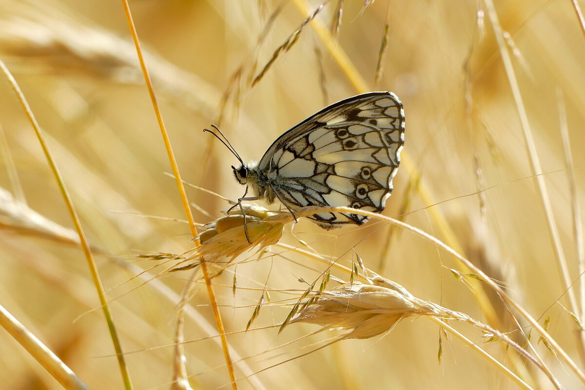 опять про бабочек...360 - Александр Прокудин опять про бабочек...360 - Александр Прокудин