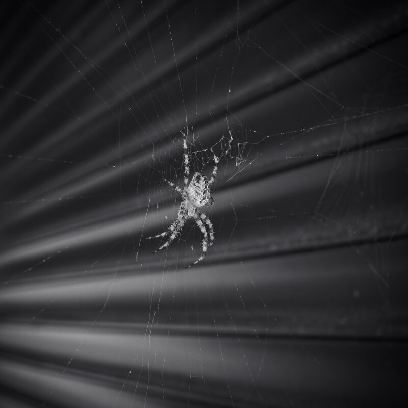 Паучара. - Дмитрий А