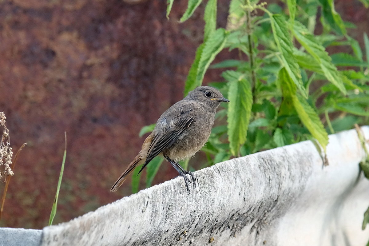Горихвостка - Валерий Судачок