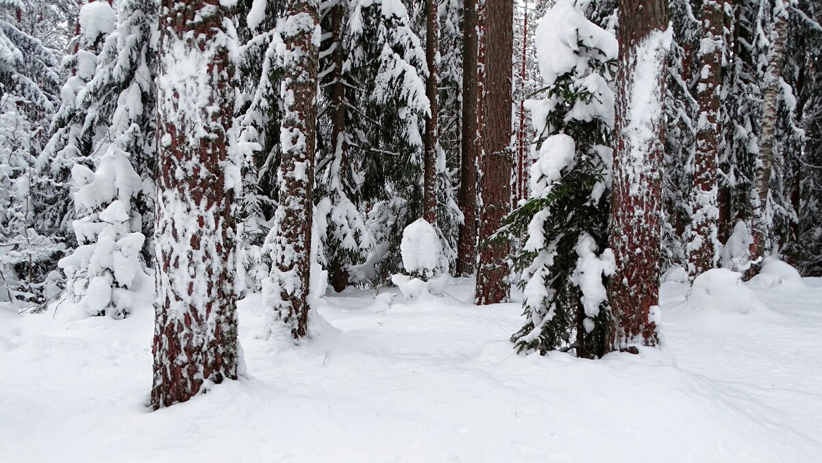О красоте зимнего леса. - Милешкин Владимир Алексеевич 