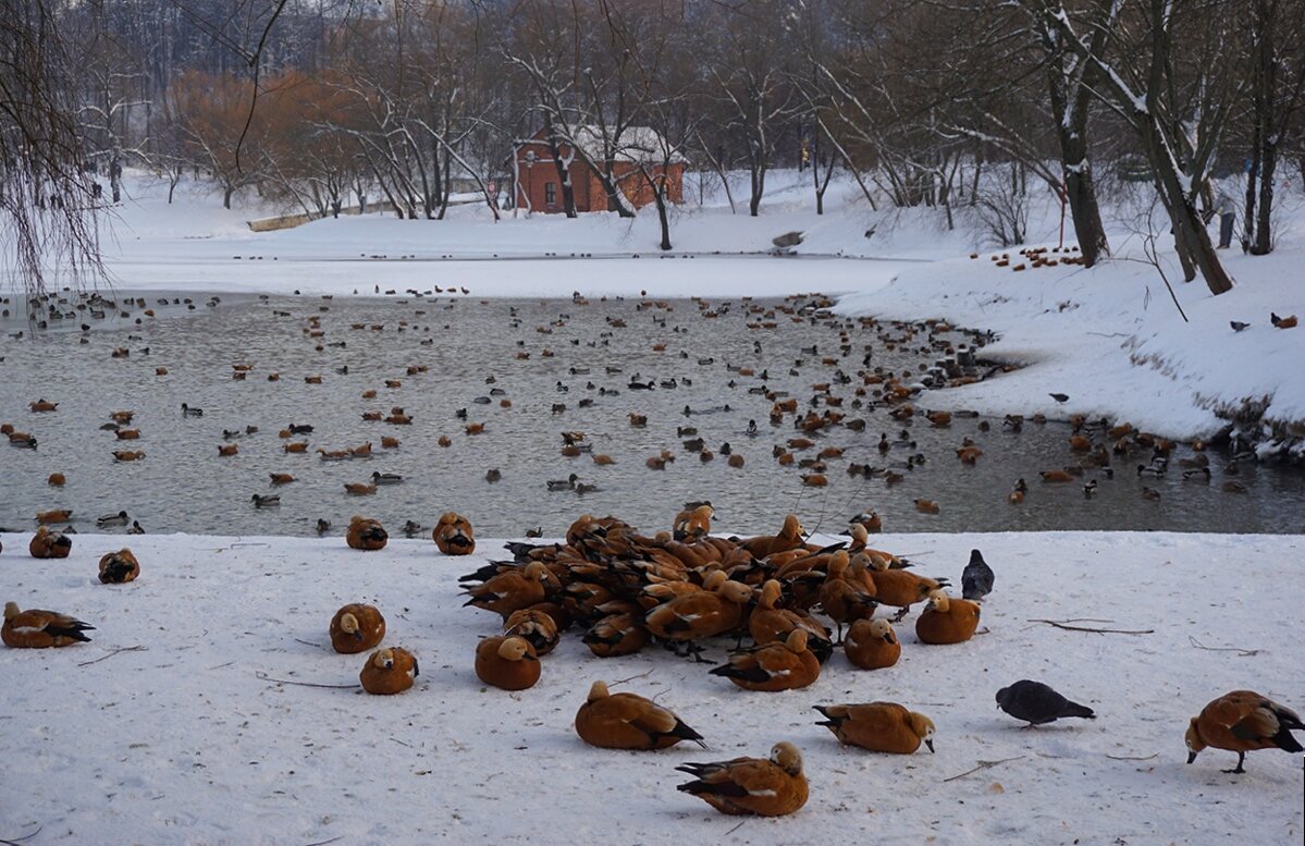 Зимнее  Царицыно - Ольга 