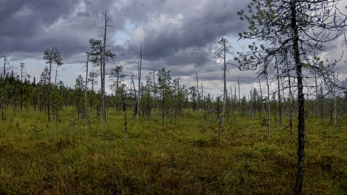 Тайга сибири - Aleksey Afonin