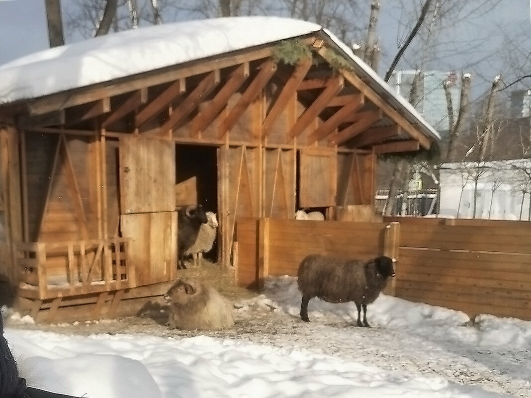 Городская ферма на ВДНХ в Москве - Ольга Довженко