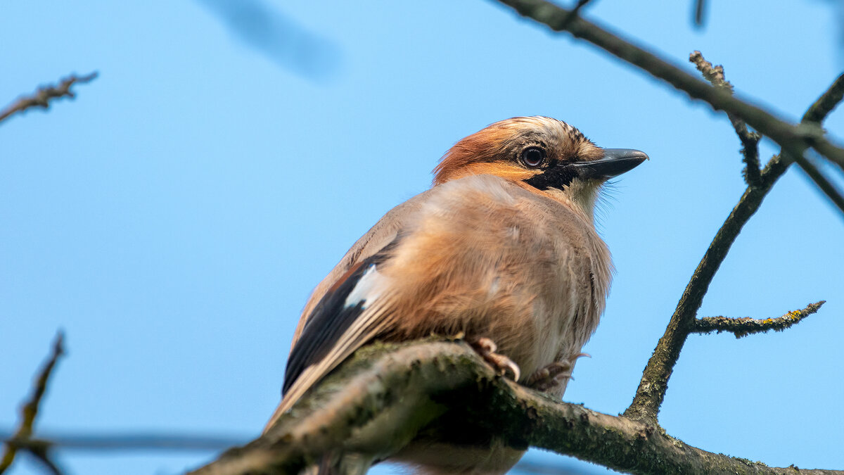 Сойка - Владимир Лазарев