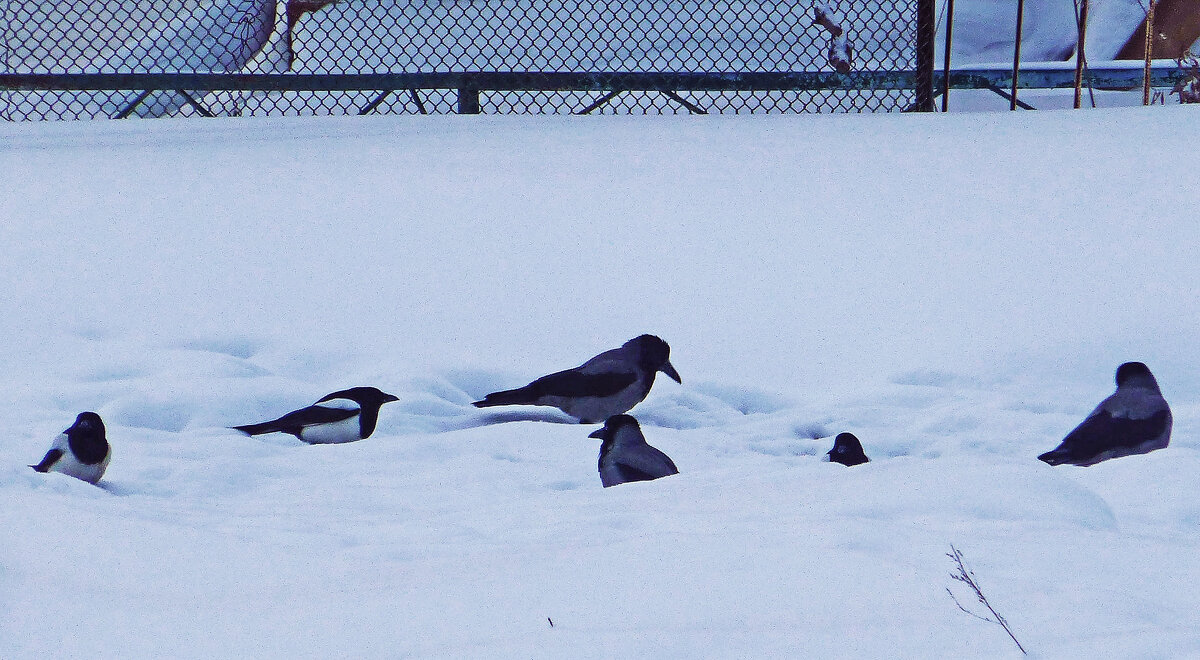 На зимовке в Нефтеюганске! - Владимир На зимовке в Нефтеюганске! - Владимир