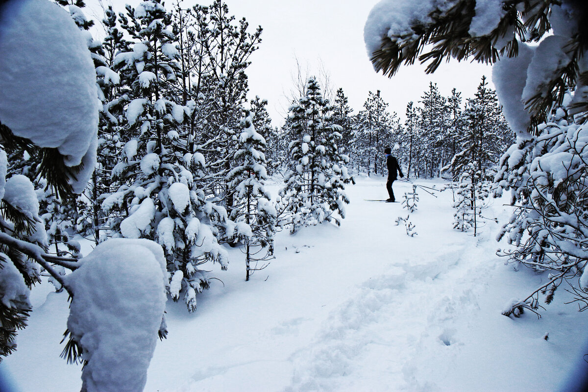 Лыжник в заснеженной тайге! - Владимир 