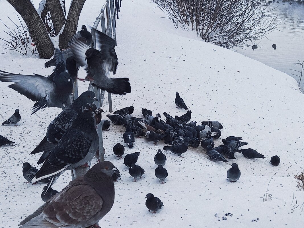 Голуби у реки, на автостанции - Игорь Солдаткин