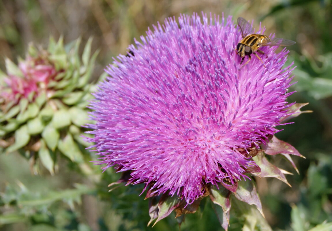 На цветке. - сергей ермошкин