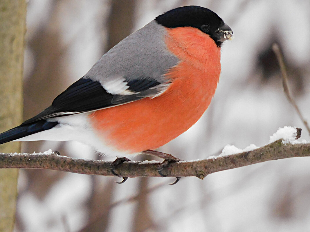Снегирь - Лина Снегирь - Лина