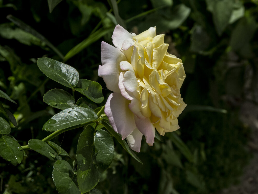 Глория  Дей - Валентин Семчишин