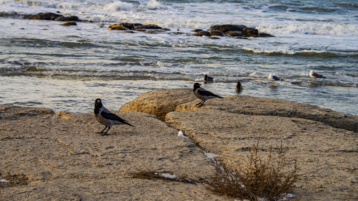 Каспий - Анатолий Чикчирный