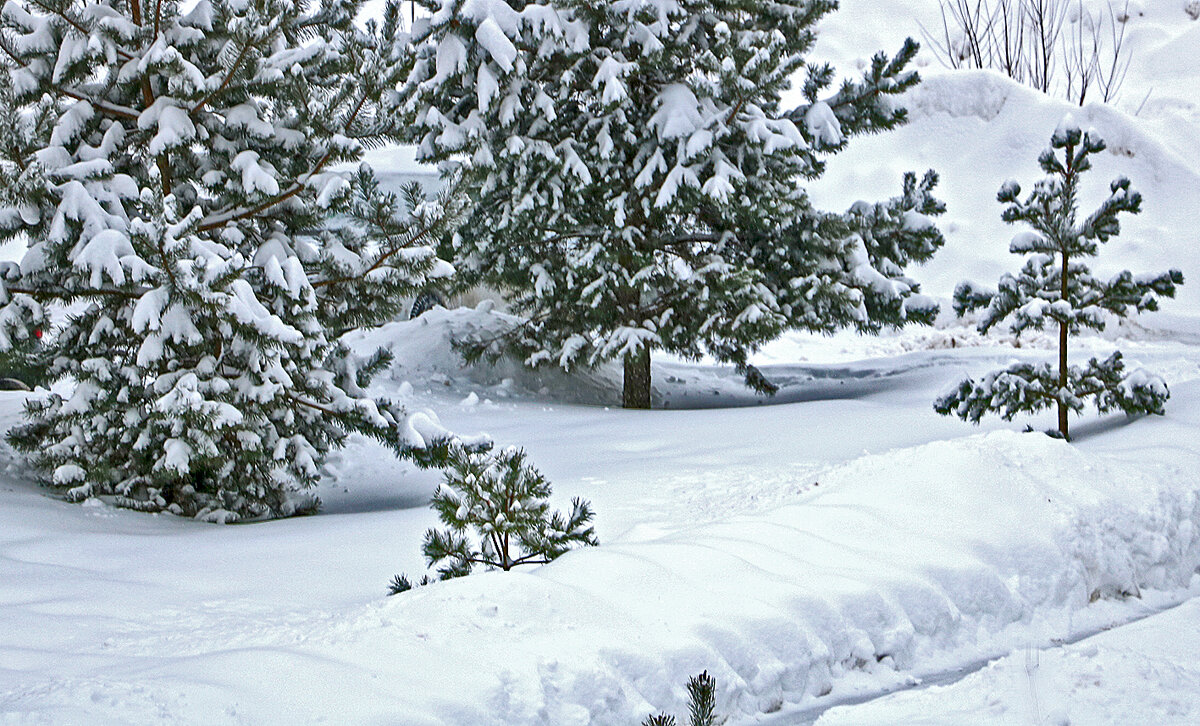 Снежный январь - Светлана 