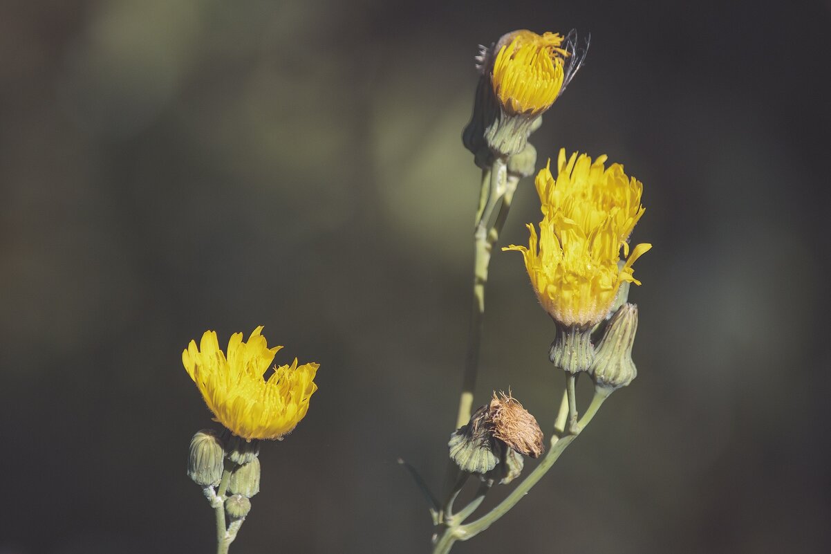 *** - Виктор Иванович Чернюк *** - Виктор Иванович Чернюк