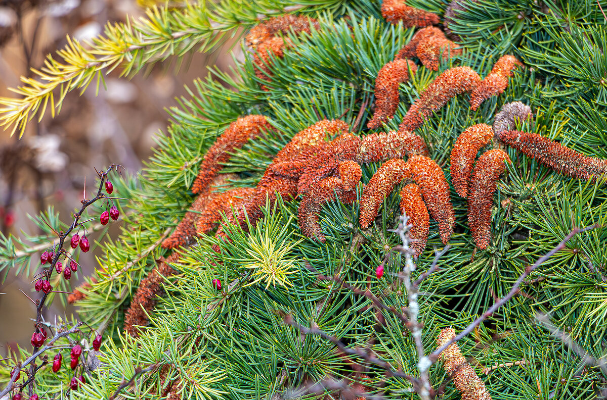 Этюд с кедровыми шишками - Юрий Яловенко Этюд с кедровыми шишками - Юрий Яловенко