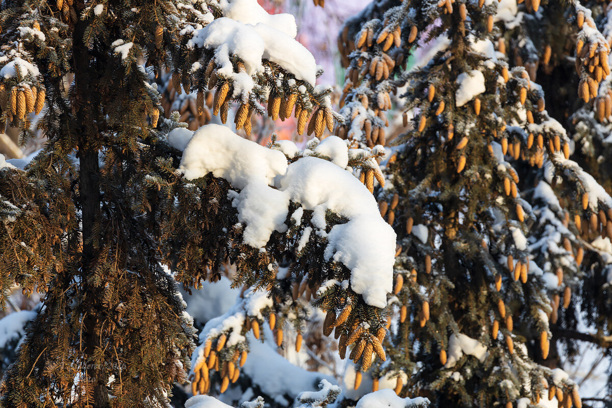 Ветки ели в снегу - Александр Синдерёв