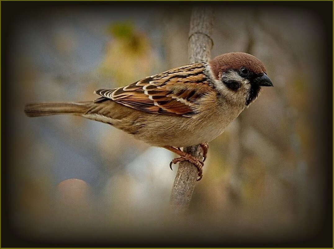 Воробышек - Валентина Надсон