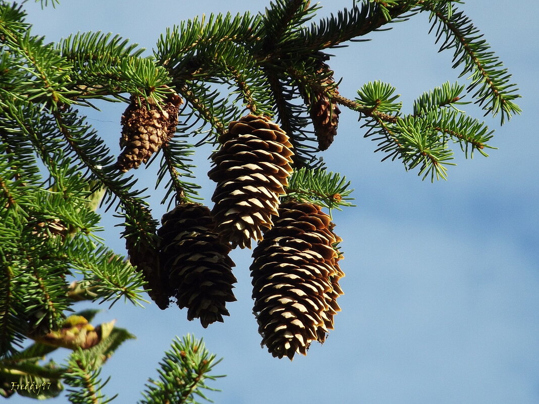 Шишки - Freddy 97