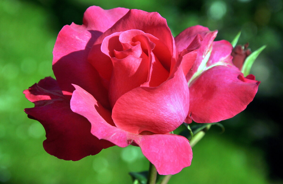 Расцвела.... - Анатолий Анищик Расцвела.... - Анатолий Анищик