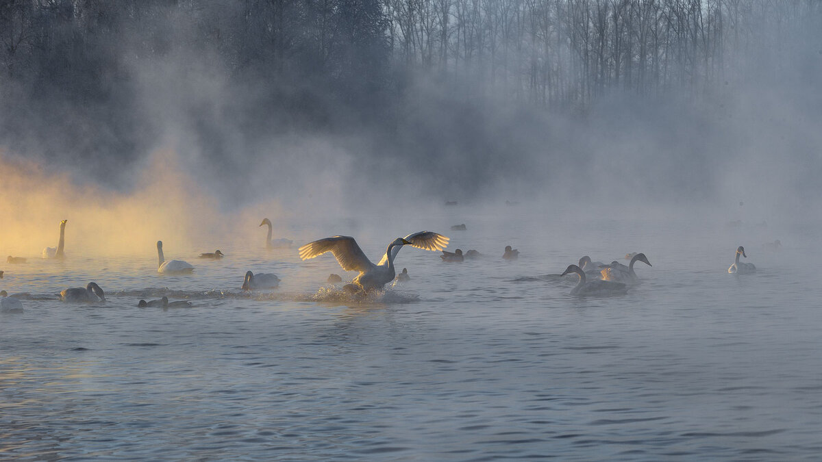 На закате...Лебединое озеро - владимир 