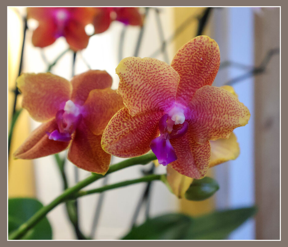 Моя коллекция орхидей - Irene Irene