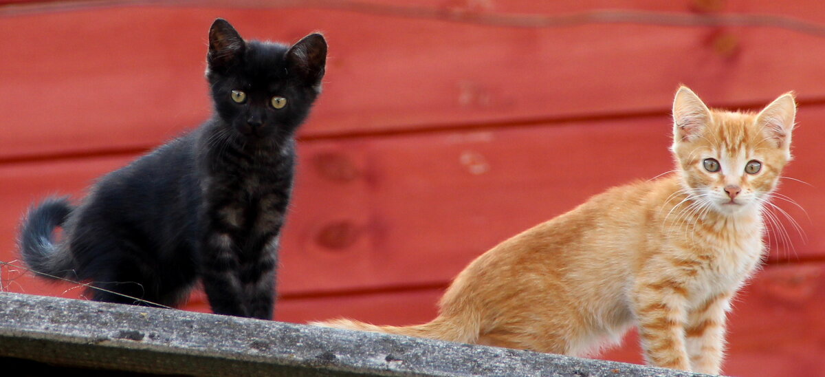 Домашние животные - жанна нечаева Домашние животные - жанна нечаева