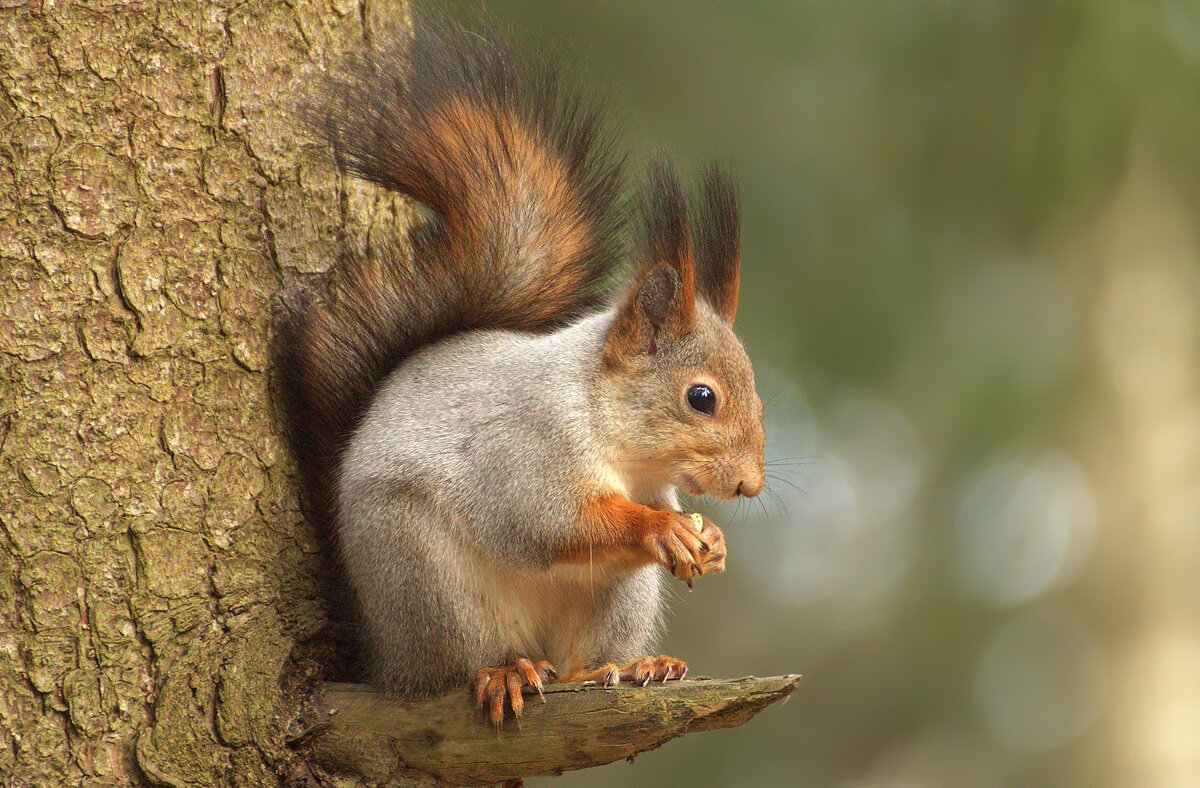 Крысик - Вячеслав Минаев