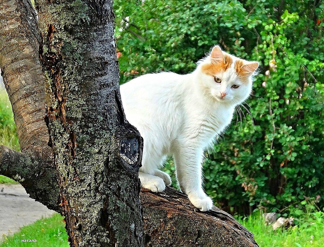 Белоснежная красотка с рыжими ушами. - Наталья ***