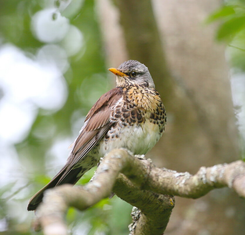 про дрозда юного - Andrey Bragin 