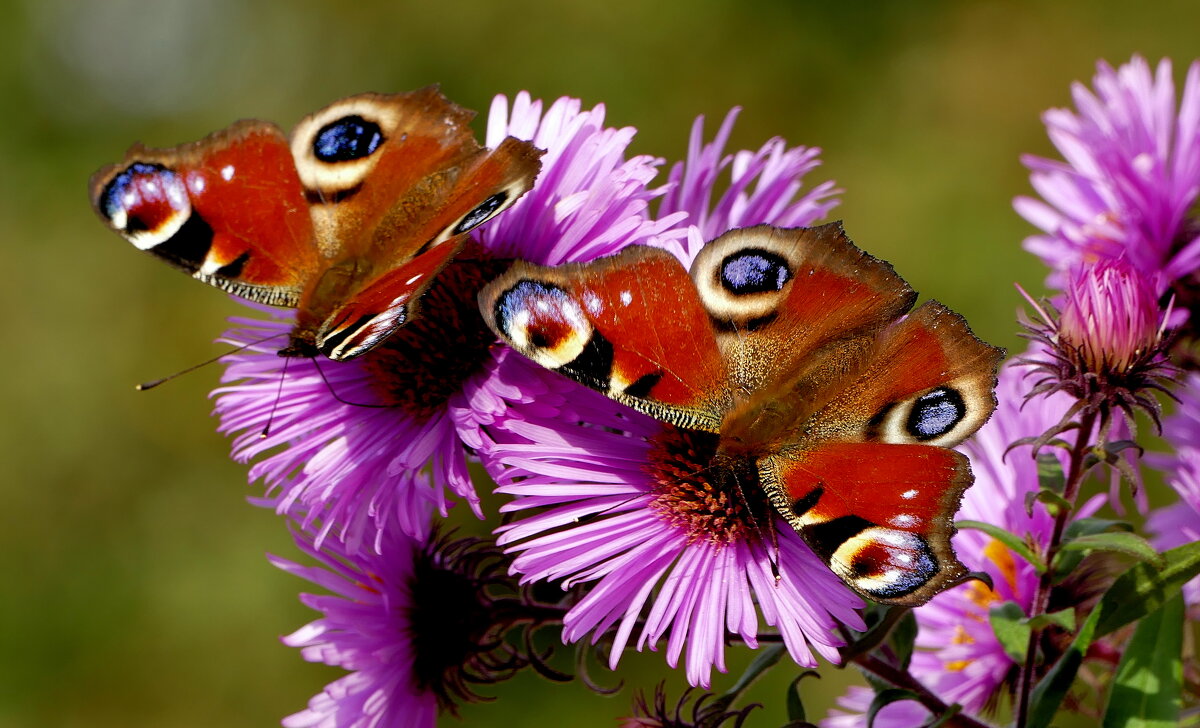 опять про бабочек...363 - Александр Прокудин