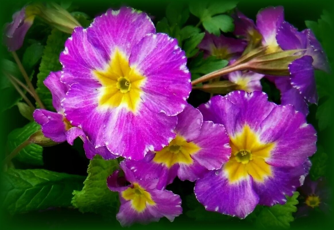 примулв - Елена Сухорученкова