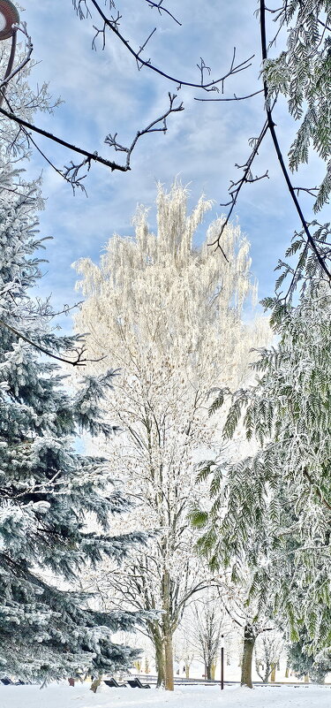 Зима в Калининграде - Михаил Свиденцов