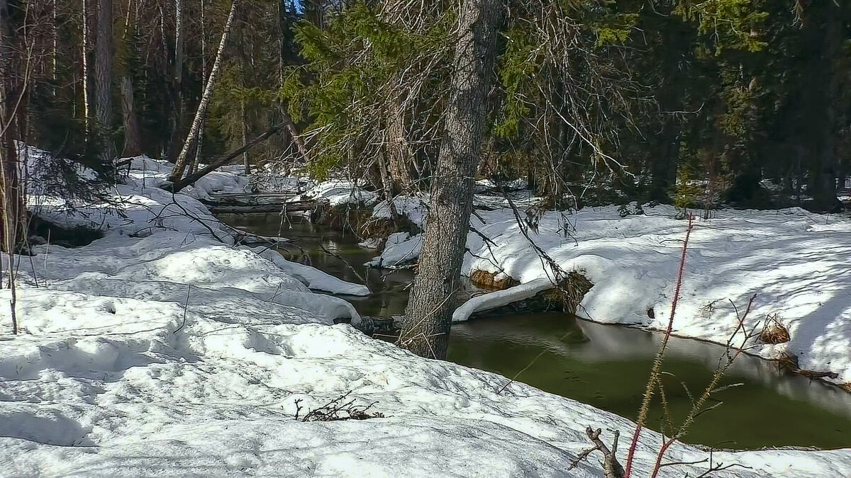 Тайга зимой - Aleksey Afonin