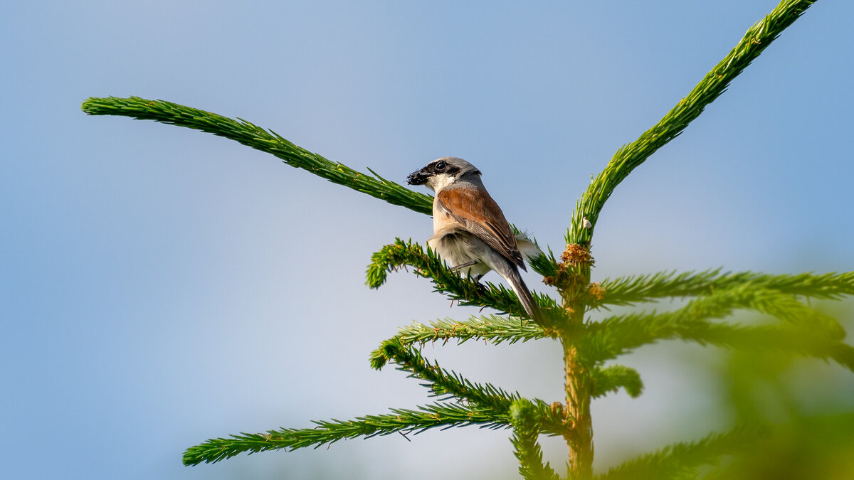 Жулан - Владимир Лазарев