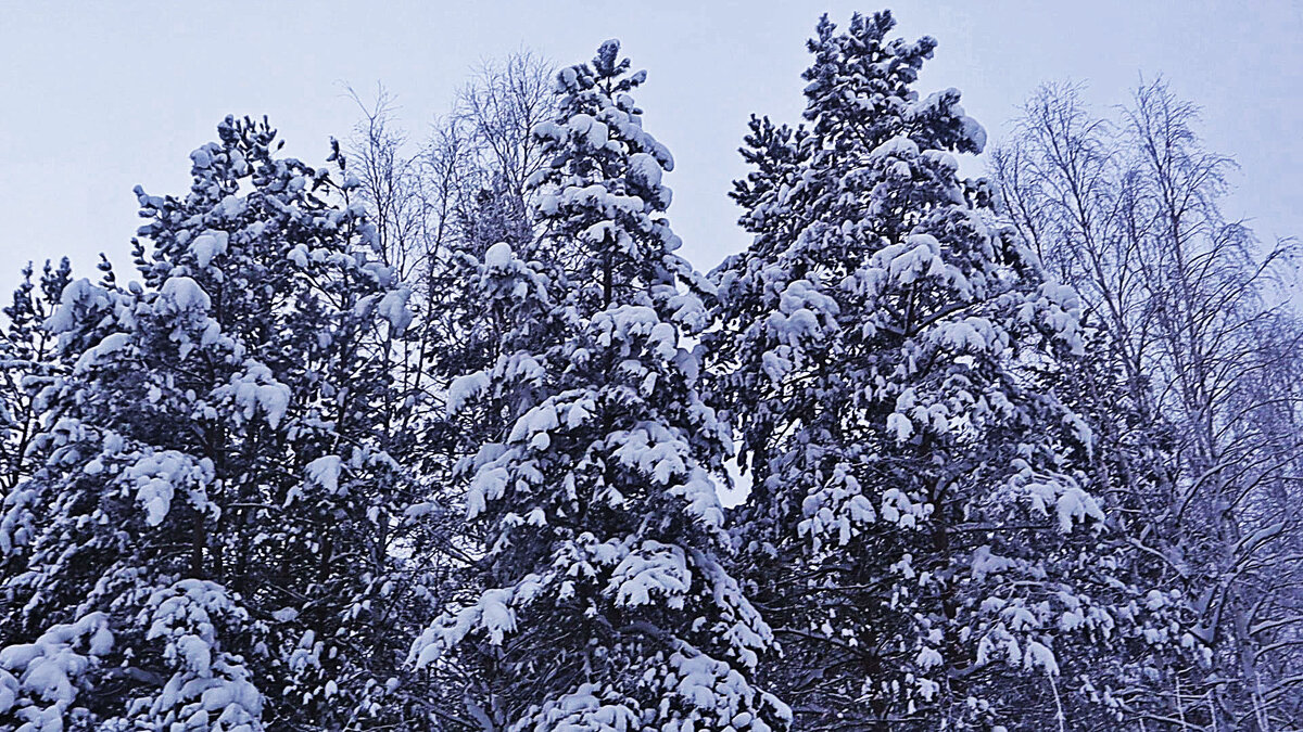 Январь- коренная зима! - Владимир 