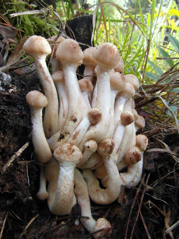 Опятки. - nadyasilyuk Вознюк