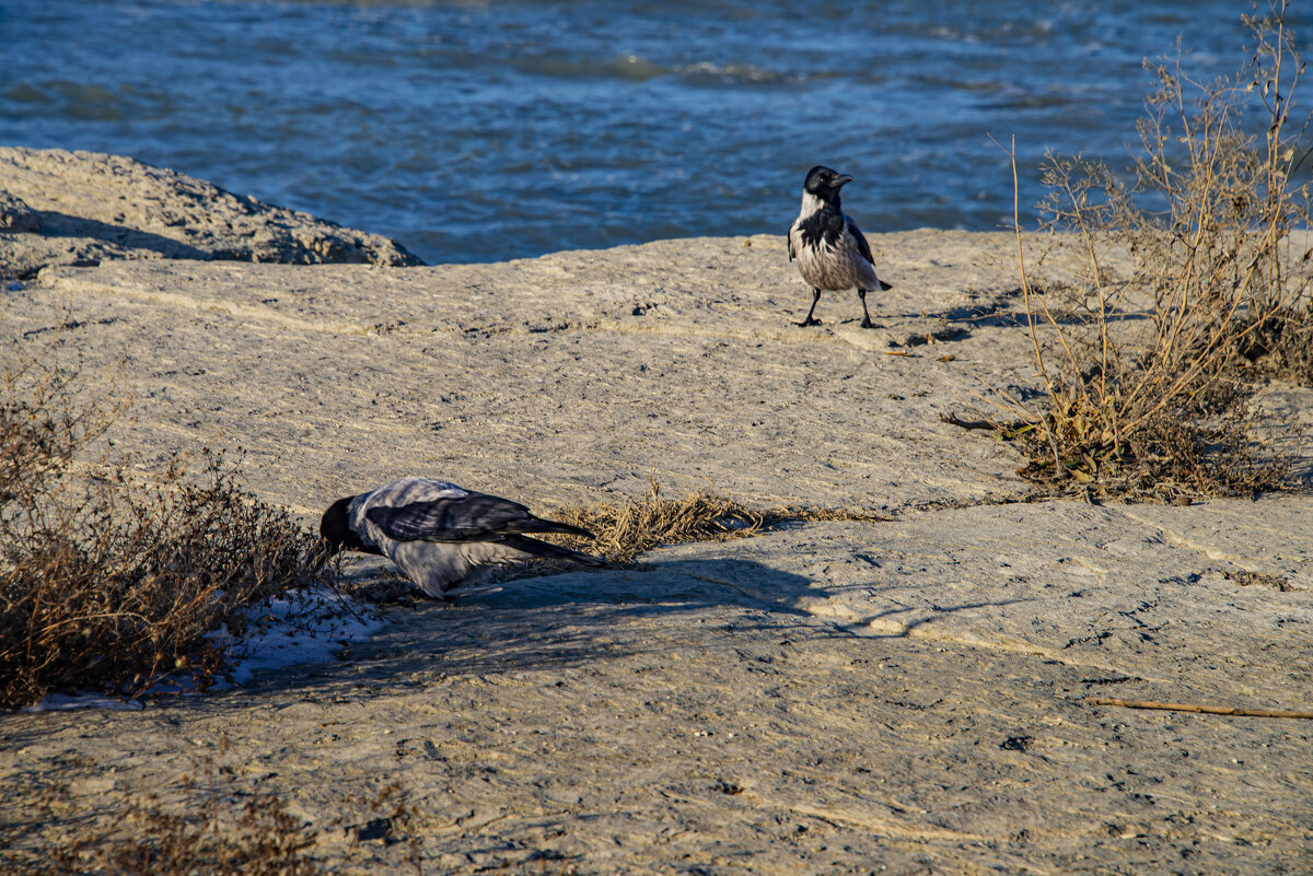 Берег - Анатолий Чикчирный